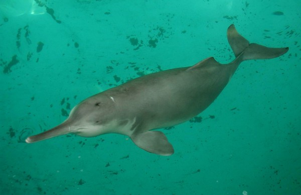 Baiji or Yangtze River Dolphin