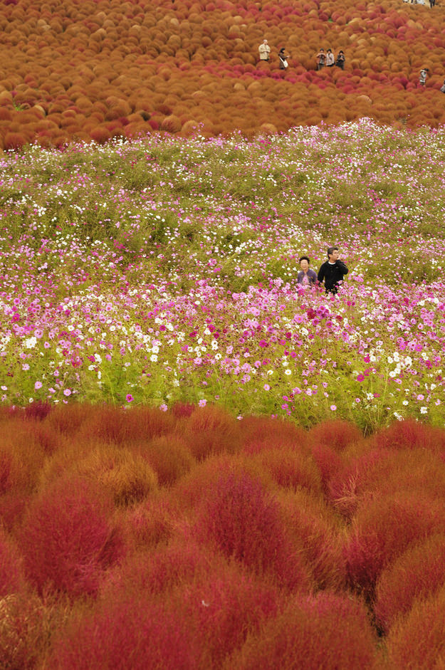 Pemandangan menakjubkan taman bunga "hitachi seaside"  jepang
