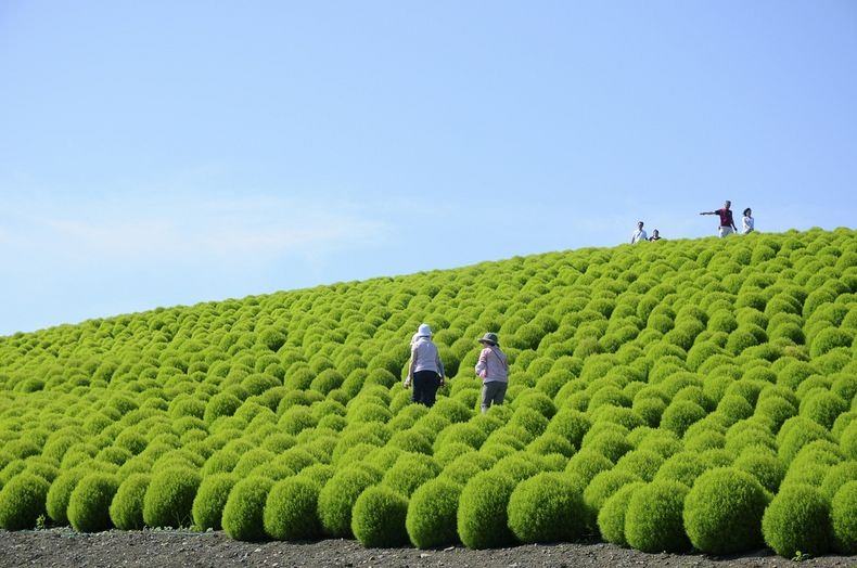Pemandangan Indah Di Jepang | Pemandangan sawah indah  kota jepang