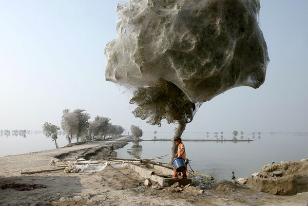Selimut Jaring Laba-laba Memenuhi Pepohonan di Pakistan Anak-anak