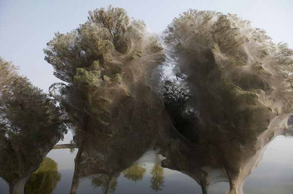 Selimut Jaring Laba-laba Memenuhi Pepohonan di Pakistan Close Up