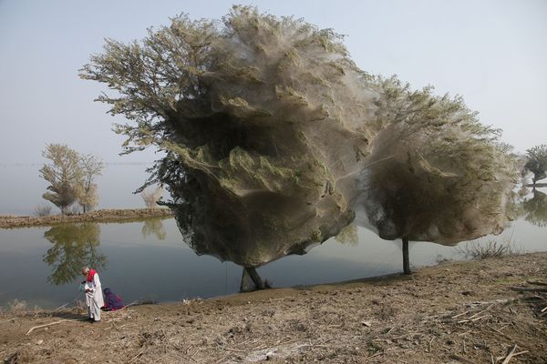 Selimut Jaring Laba-laba Memenuhi Pepohonan di Pakistan Dewasa