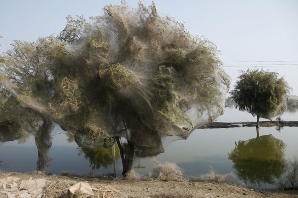 Selimut Jaring Laba-laba Memenuhi Pepohonan di Pakistan Mengurangi Populasi Nyamuk