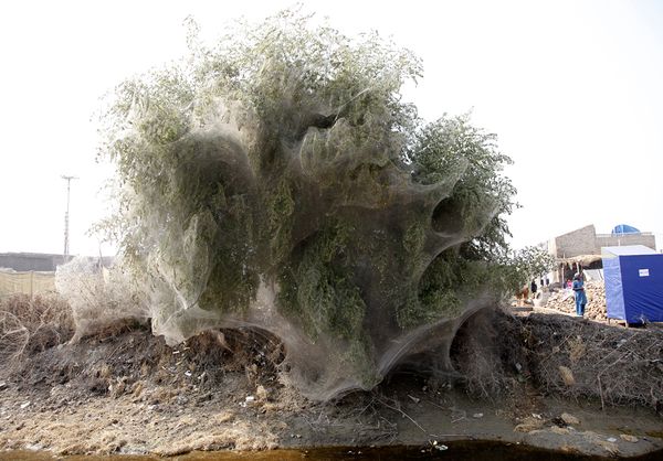 Selimut Jaring Laba-laba Memenuhi Pepohonan di Pakistan Sisa Banjir