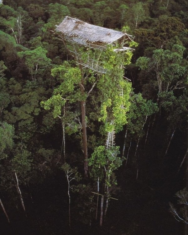 rumah pohon korowai papua 3
