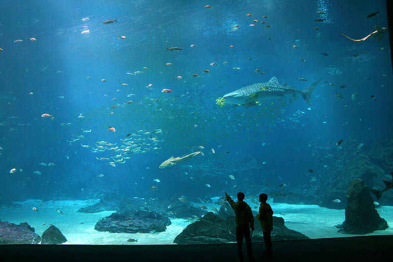 aquarium terbesar di dunia georgia 9