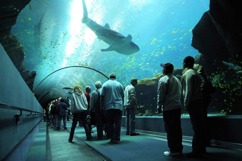 aquarium terbesar di dunia georgia 10