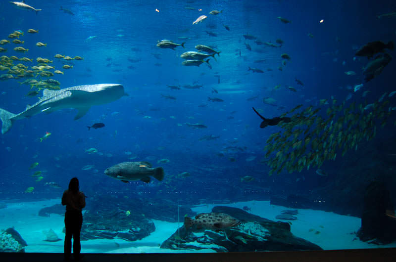 aquarium terbesar di dunia georgia 11