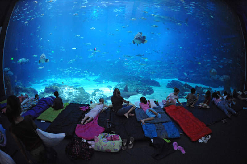 aquarium terbesar di dunia georgia 13