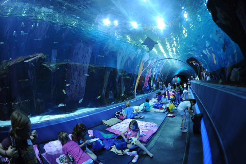 aquarium terbesar di dunia georgia 14