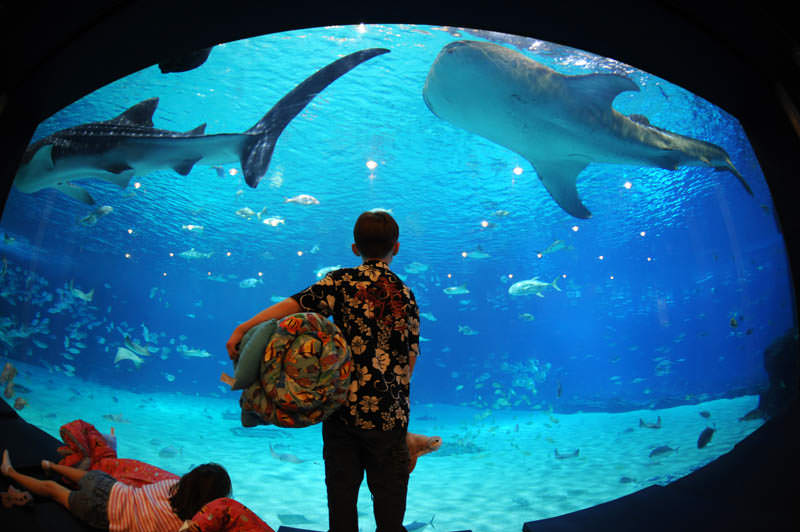 aquarium terbesar di dunia georgia 15