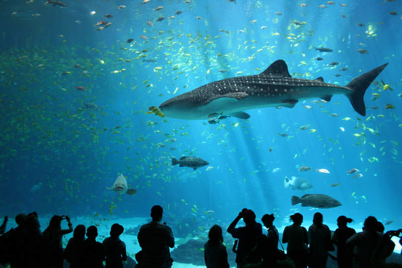 aquarium terbesar di dunia georgia 16
