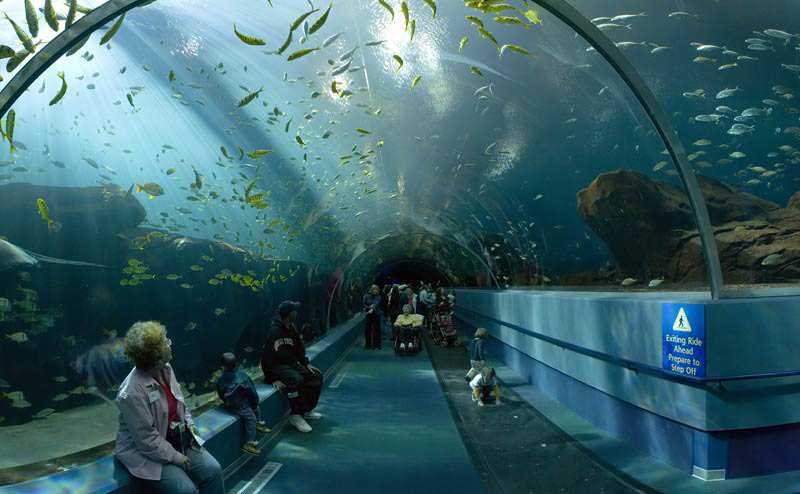 aquarium terbesar di dunia georgia 17