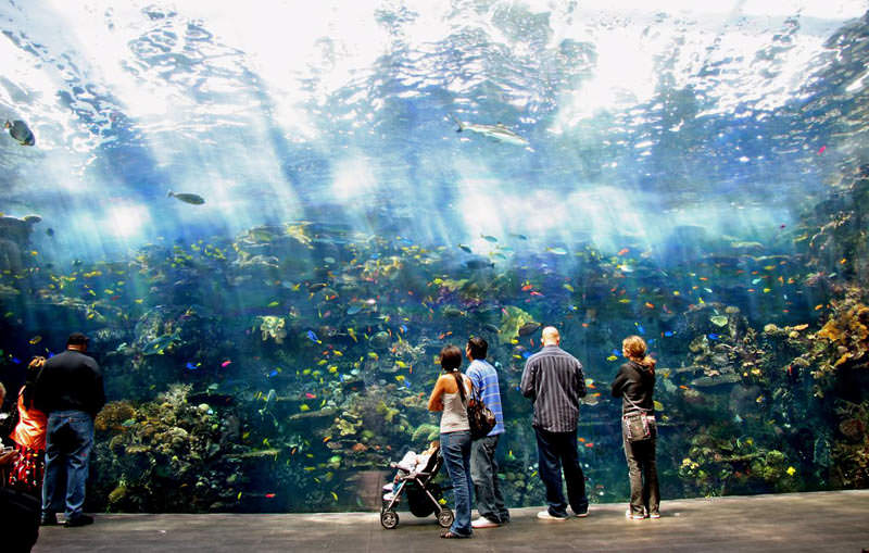 aquarium terbesar di dunia georgia 5
