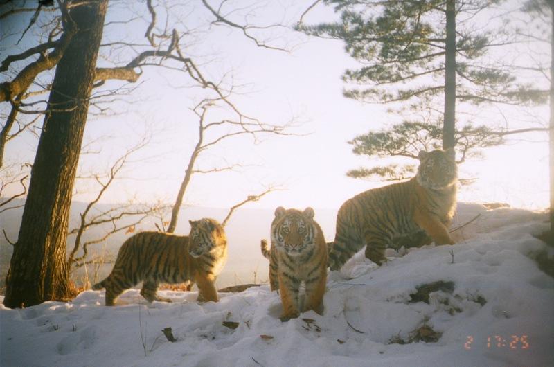 Amur tiger cubs by Amur Leopard Project, Southwest Primorski Krai, Russian Far East