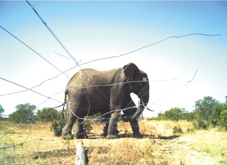 Elephant barrier by Lauren Evans, Kenya