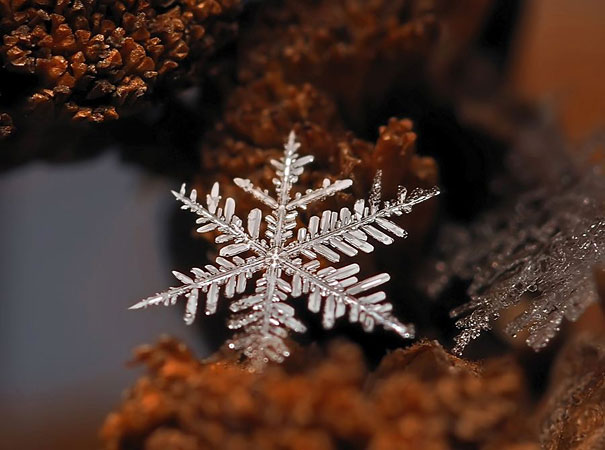 Pesona Keindahan Keping Salju dalam Fotografi Makro