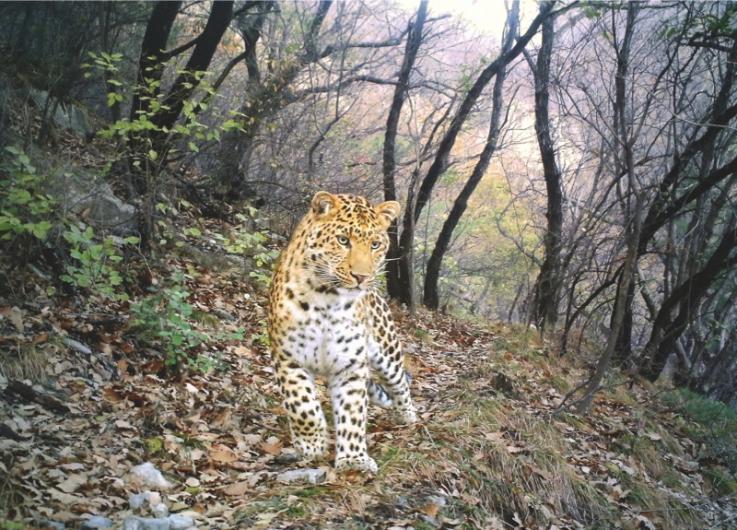 Leopard path by Zhou Zhefeng, China