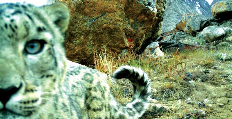  - Snow-leopard-by-Alex-Diment-Zorkul-Nature-Reserve-Tajikistan
