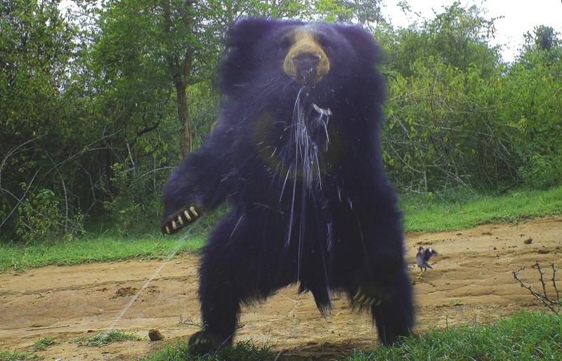 Spitting sloth bear by WWF-India