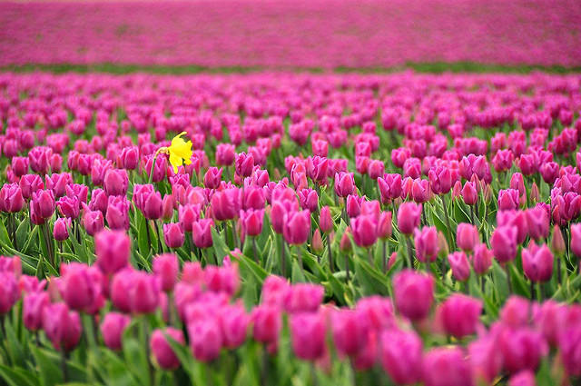 taman bunga tulip belanda 4  - http://sigithermawan12.blogspot.com/