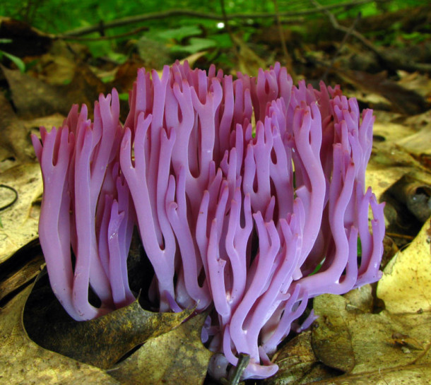 Violet Coral (Clavaria zollingeri)