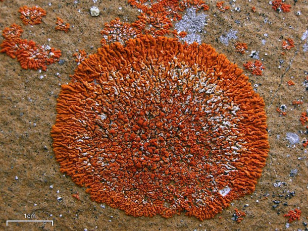 Elegant Sunburst Lichen (Xanthoria elegans)