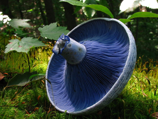 Blue Milk Mushroom (Lactarius indigo)