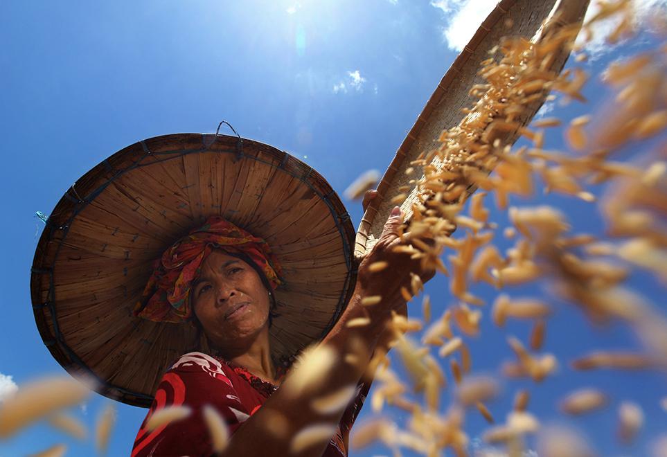 People - Drying Rice - Alamsyah Rauf