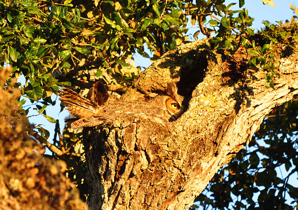 Kamuflase ala Burung Hantu 06 Lubang Pohon