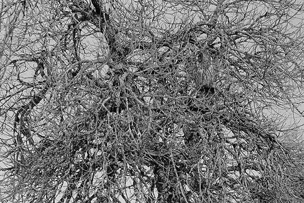 Kamuflase ala Burung Hantu 09 Pepohonan