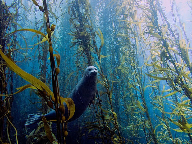 Miami Underwater Photo Contest - Best Overall - Kyle McBurnie