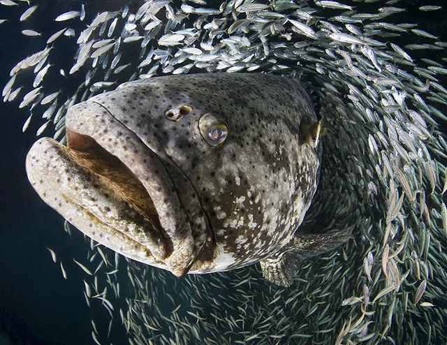 Miami Underwater Photo Contest - Best Student Entry - Laura Rock