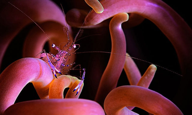 Miami Underwater Photo Contest - Macro 1st Place - Beth Watson