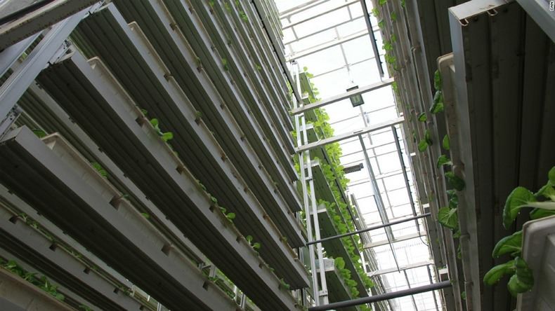 sistem pertanian vertikal singapura skygreens 9