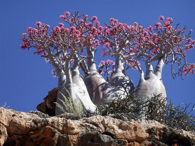 Socotra Adenium obesum flower