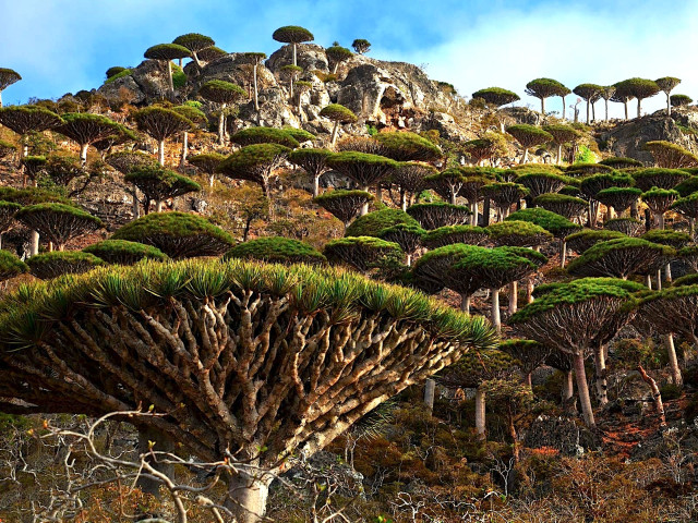 Socotra Cover
