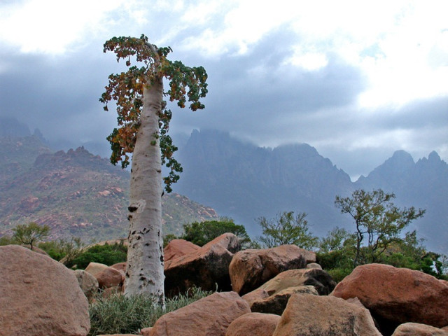 Socotra Cucumber Tree