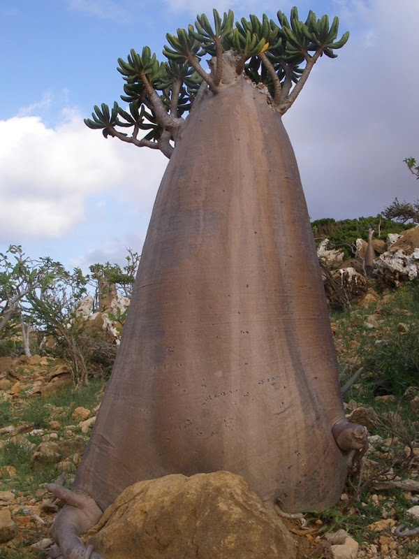 Socotra Dessert Tree Bottle Tree