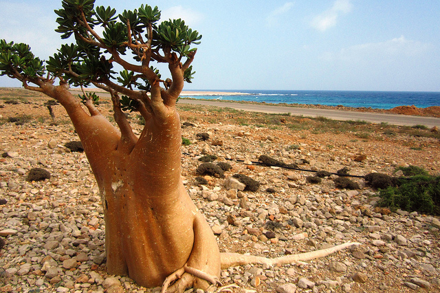 Socotra Dessert Tree