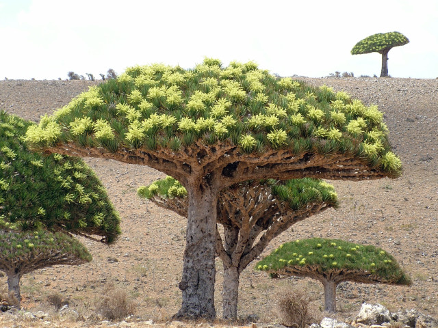 Socotra Dracaena cinnabari in Flowerings