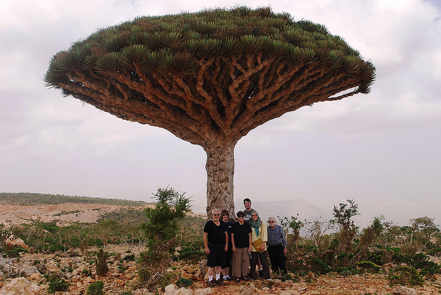 Socotra Dragon Tree Size