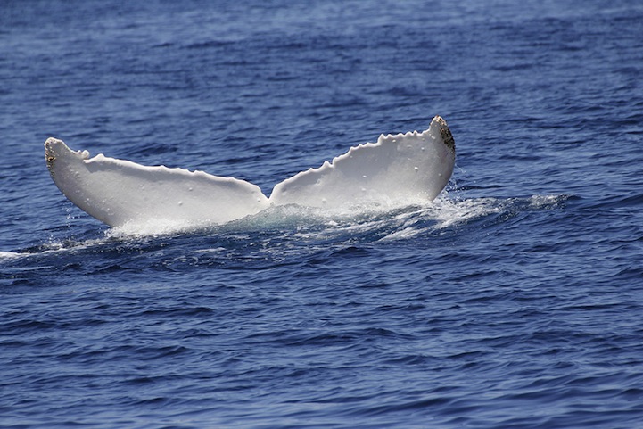 paus punggung putih albino migaloo 10