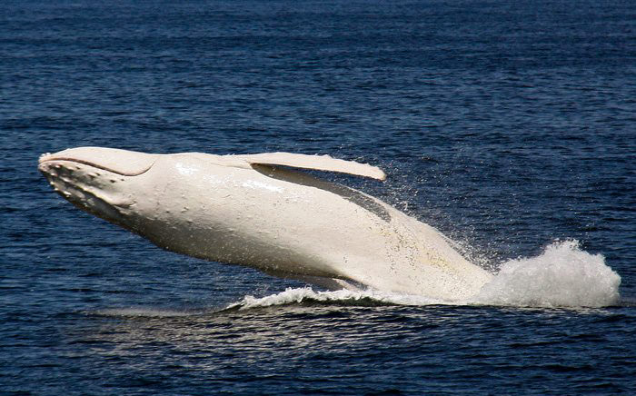 paus punggung putih albino migaloo 3