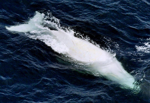 paus punggung putih albino migaloo 5