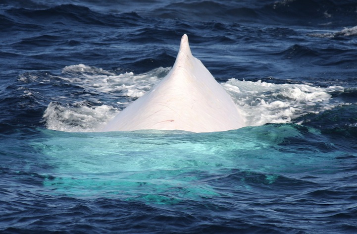 paus punggung putih albino migaloo 7