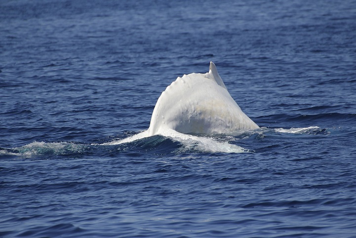 paus punggung putih albino migaloo 8