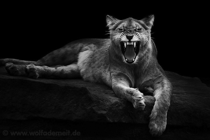 Foto Wajah Binatang Wolf Ademeit 6