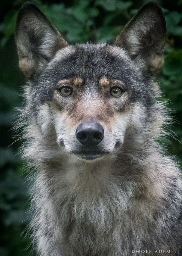 foto portrait binatang oleh wolf adameit 9