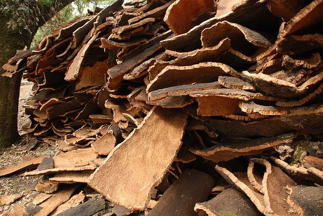kulit pohon gabus 4